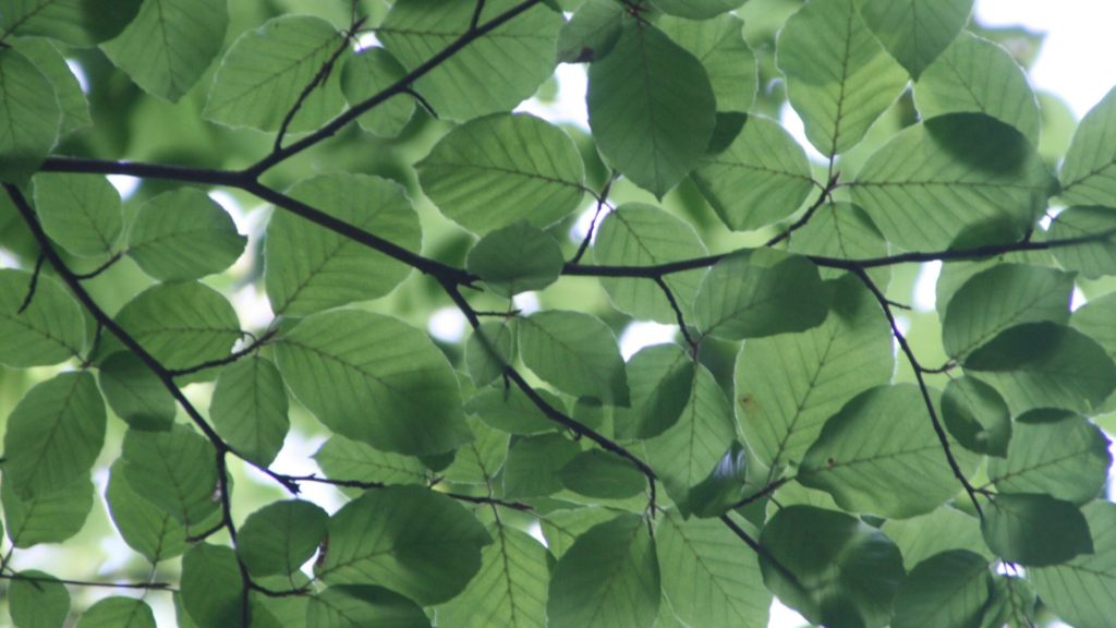 ramas de un árbol llenas de hojas verdes