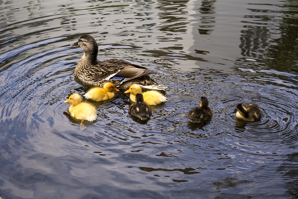 familia de patos