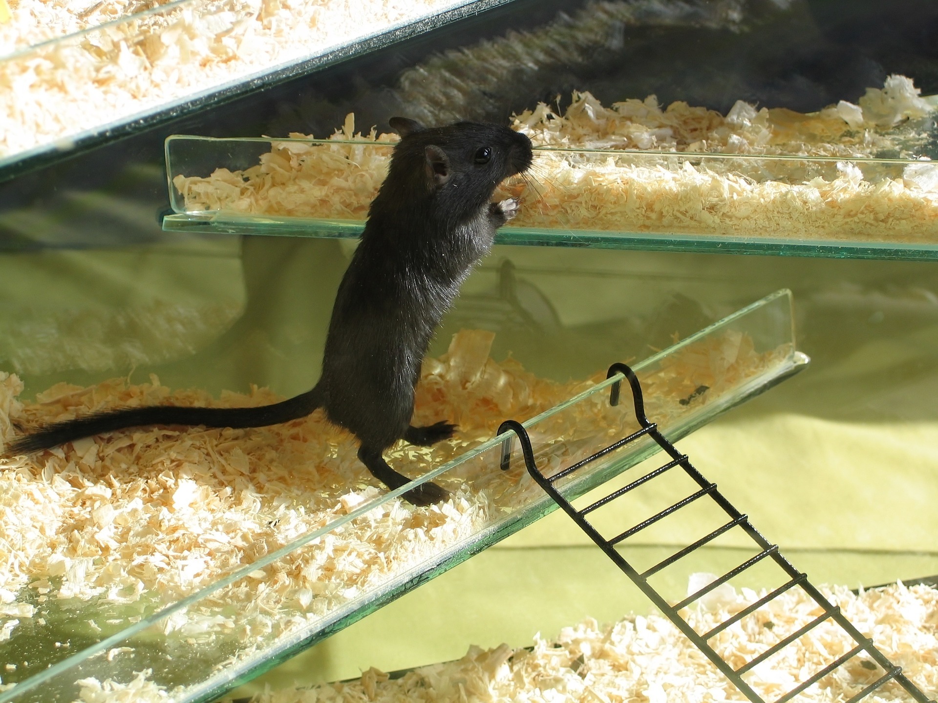 ratón en una jaula